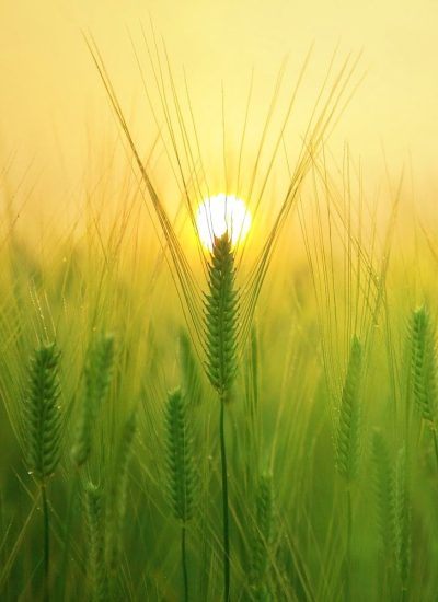 barley-field-sml